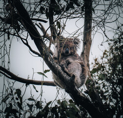 Koala in the wild with gum tree on the Great Ocean Road, Australia. Somewhere near Kennet river. Victoria, Australia.