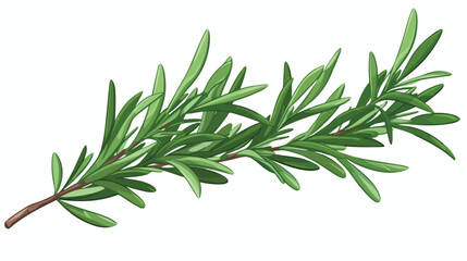 Leaf branch of rosemary herb. Herbal plant leaves a