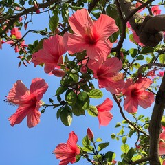 hibiscus tree
