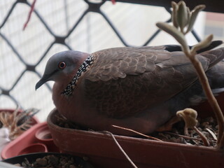 pearl-necked dove breed on the  balcony