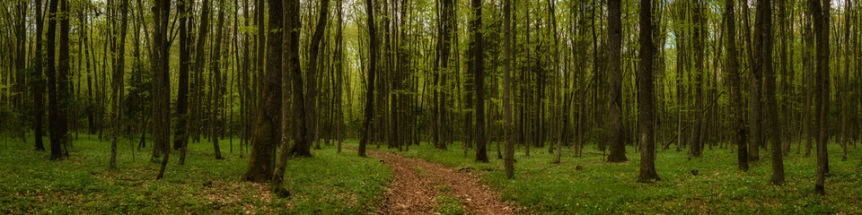 panoramic side view inside a dense green spring deciduous forest with a deserted dirt road in the...