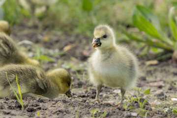 Goslings graylag goose, anser anser, foraging