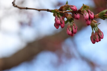 Buds and flowering Sakura Cherry Trees. April in Kungstradgarden in Stockholm City, Sweden. Very beautiful pink colorful background. Negative space. 
