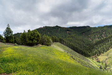 Fototapeta premium Lomo del Palo landscape with a blue sky. Monte Pavon. Galdar. Gran Canaria. Canary islands