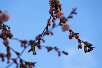 Buds and flowering Sakura Cherry Trees. April in Kungstradgarden in Stockholm City, Sweden. Very...