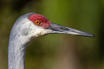 Sandhill Crane Side Portrait