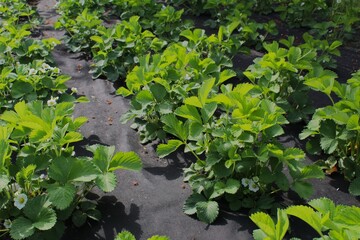 strawberry in the garden