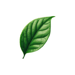 Tea lef leaves isolated on transparent background Ai generative.