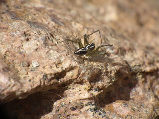 Oxyopes nigripalpis - Ragno