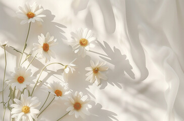 beautiful white daisy flowers on white background under sunlight with shadows, aesthetic design with copy space 