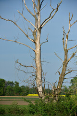 Dry tree in the nature