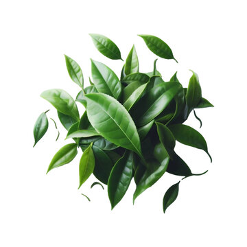 Tea lef leaves isolated on transparent background Ai generative.