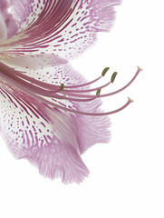closeup of lilies on white background, lily background, flower background