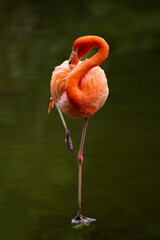 bird , flamingo