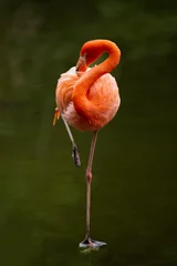 Fotobehang Flamingo bird , flamingo  © Ye