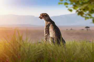 Cheetah sits in grass. Predator watches for prey. Cheetah in African shroud. Wild cat against...