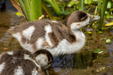 country goose family