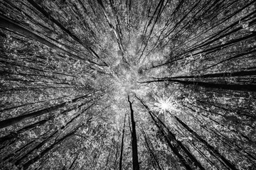 looking up at the trees in a black and white photo