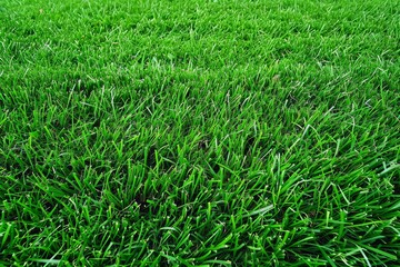Obraz premium Lush Greenery Vibrant Lawn Close-Up, Textured Backdrop of Nature's Carpet