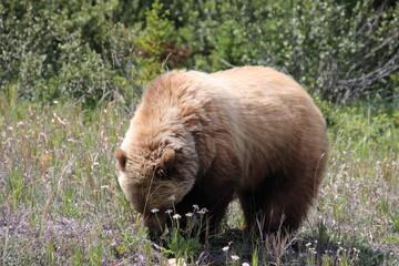 bear in the woods