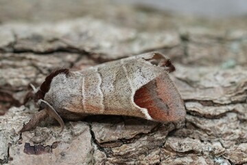 Closeup on a European Chocolate-tip moth, Clostera curtula sitting on wood