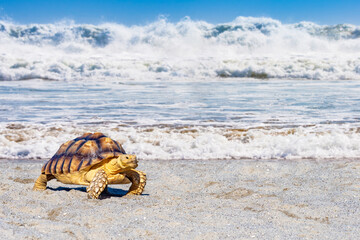 Turtle crawls along beach. Amphibious animal. Sea turtle comes out of ocean. Fauna of tropical...