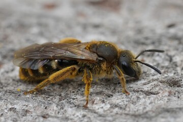 Closeup on a female European Common furrow sweat bee, Lasioglossum calceatum sitting on wood