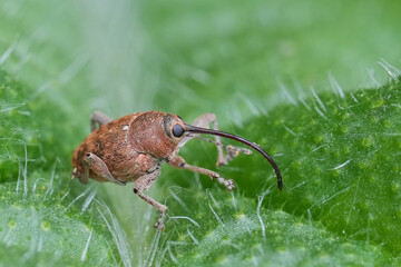 Closeup on a small European carpophagus weevil beetle, Curculio glandium sitting on a thistle leaf © Henk