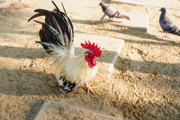 Harvesting chicken for meat in modern farm, group of chickens on the farm.