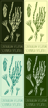 Set of vector drawing Centaurium spicatum in various colors. Hand drawn illustration. The Latin name is SCHENKIA SPICATA L.

