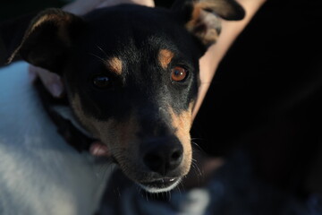 portrait of a black dog