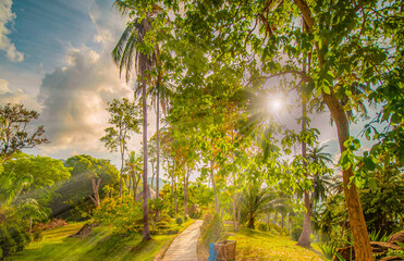 The sunlight shines on the far away sides of the trees in green tropical forest, Thailand.