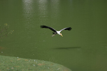 The Painted Stork bird (Mycteria leucocephala) is flying on the river