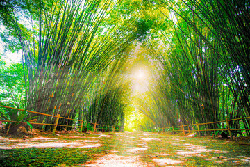 The sunlight shines on the far away sides of the bamboo trees as they stand side by side in green tropical forest, Thailand.
