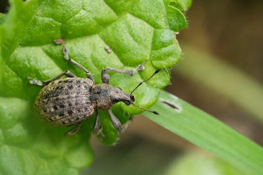 Closeup on a fresh emerged European plant parasite weevile beetle, Liophloeus tessulatus on a green leaf