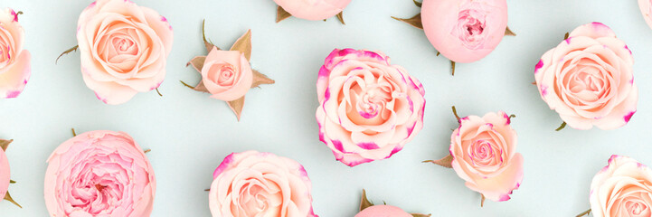 Banner with pink rose flowers scattered on a blue background. Floral concept.