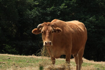 cow in a field