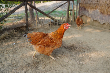 Harvesting chicken for meat in modern farm, group of chickens on the farm.