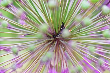 background with flowers