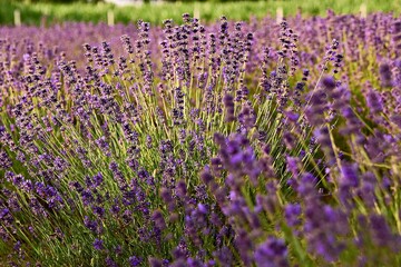 Obraz premium field of lavender