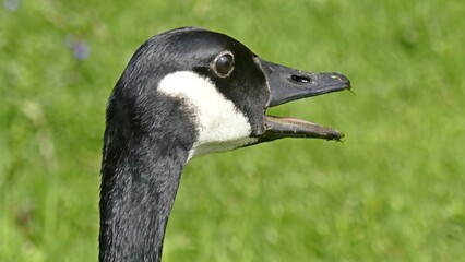 Gans