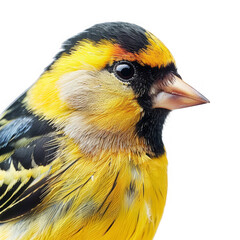 American goldfinch, Close-Up Portrait of a Colorful Bird