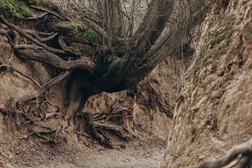 tree roots are long-term, tree structure
