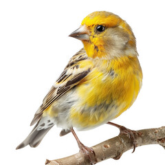 American Goldfinch, Colorful Finch on Branch