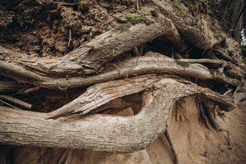 tree roots are long-term, tree structure