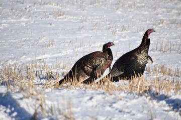 Wild turkeys in autumn, Sainte-Apolline, Québec, Canada