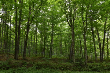 Obraz premium A deciduous forest in summer, Sainte-Apolline, Québec, Canada