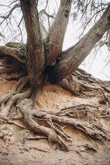 tree roots are long-term, tree structure