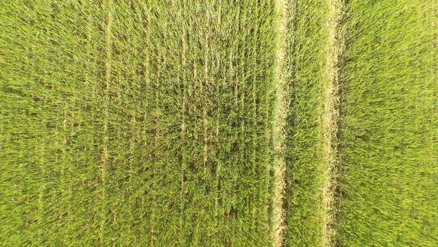 D&eacute;collage sur le bl&eacute;