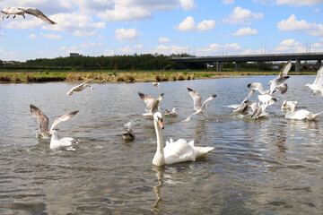 Swans on the river in Ireland, 2024